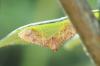 Endotricha flammealis